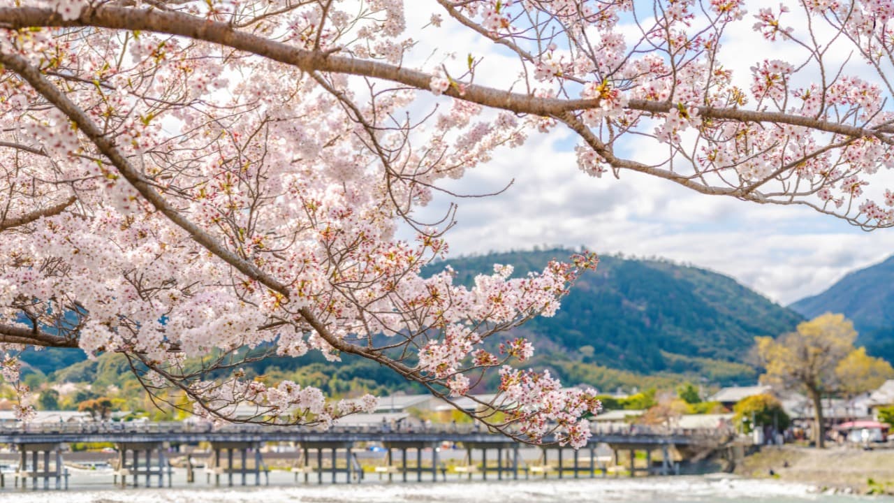 【中古】 大人の桜旅 一度は見に行きたい日本の桜名所＆名桜５００景 ２００７/ニューズ出版 Amazon.co.jp: 大人の桜旅―一度は見に行きたい日本の桜名所&名桜